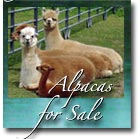 Alpacas for Sale