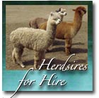 Herdsires for Hire
